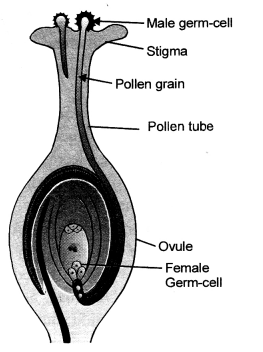 How do Organisms Reproduce Class 10 Important Questions Science Chapter 8 image - 31