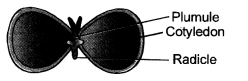 How do Organisms Reproduce Class 10 Important Questions Science Chapter 8 image - 32