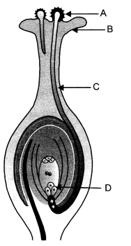 How do Organisms Reproduce Class 10 Important Questions Science Chapter 8 image - 35