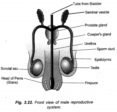 How do Organisms Reproduce Class 10 Important Questions Science Chapter 8 How do Organisms Reproduce Class 10 Important Questions Science Chapter 8
