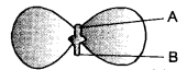 How do Organisms Reproduce Class 10 Important Questions Science Chapter 8 image - 5