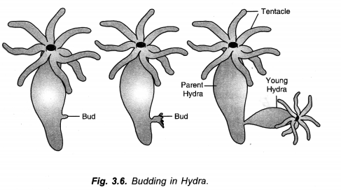 How do Organisms Reproduce Class 10 Important Questions Science Chapter 8 image - 59