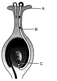 How do Organisms Reproduce Class 10 Important Questions Science Chapter 8 image - 61