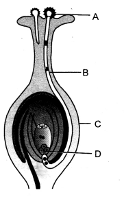 How do Organisms Reproduce Class 10 Important Questions Science Chapter 8 image - 64