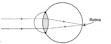 Human Eye and Colourful World Class 10 Important Questions Science Chapter 11 image - 2