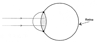 Human Eye and Colourful World Class 10 Important Questions Science Chapter 11 image - 7