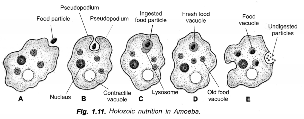 Life Processes Class 10 Important Questions and Answers Science Chapter 6 image - 10