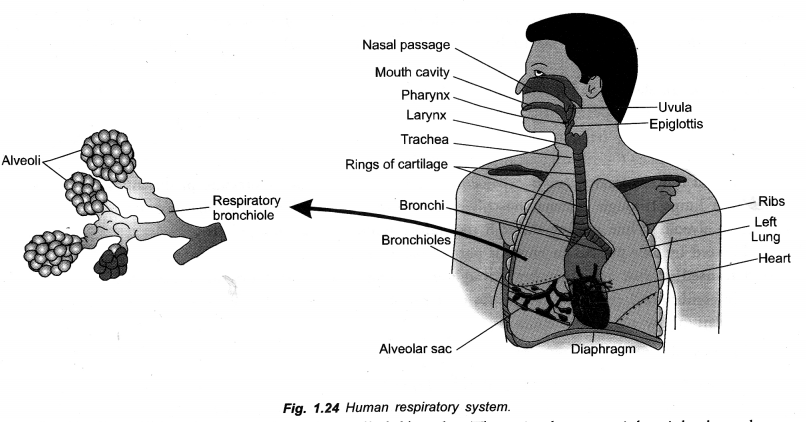 Life Processes Class 10 Important Questions and Answers Science Chapter 6 image - 11