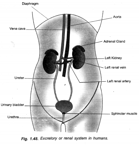 Life Processes Class 10 Important Questions and Answers Science Chapter 6 image - 12