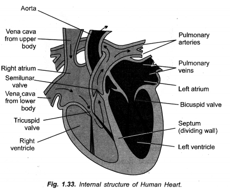 Life Processes Class 10 Important Questions and Answers Science Chapter 6 image - 13