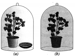 Life Processes Class 10 Important Questions and Answers Science Chapter 6 image - 14