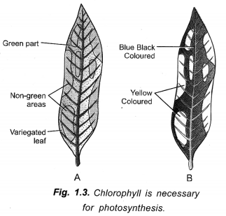 Life Processes Class 10 Important Questions and Answers Science Chapter 6 image - 15