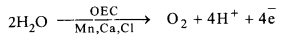 Life Processes Class 10 Important Questions and Answers Science Chapter 6 image - 17