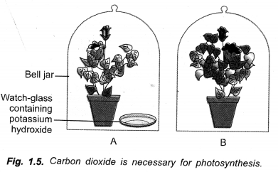 Life Processes Class 10 Important Questions and Answers Science Chapter 6 image - 20