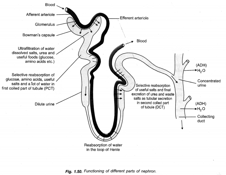 Life Processes Class 10 Important Questions and Answers Science Chapter 6 image - 21