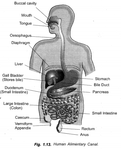 Life Processes Class 10 Important Questions and Answers Science Chapter 6 image - 22