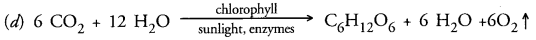 Life Processes Class 10 Important Questions and Answers Science Chapter 6 image - 25