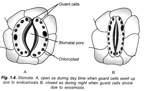 Life Processes Class 10 Important Questions and Answers Science Chapter 6 image - 31