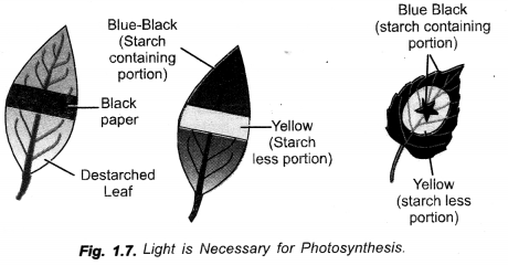 Life Processes Class 10 Important Questions and Answers Science Chapter 6 image - 38