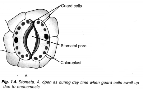 Life Processes Class 10 Important Questions and Answers Science Chapter 6 image - 39