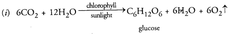 Life Processes Class 10 Important Questions and Answers Science Chapter 6 image - 4