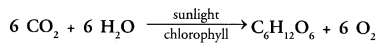 Life Processes Class 10 Important Questions and Answers Science Chapter 6 image - 40