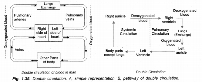 Life Processes Class 10 Important Questions and Answers Science Chapter 6 image - 44