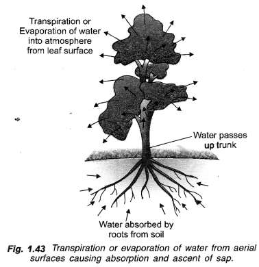 Life Processes Class 10 Important Questions and Answers Science Chapter 6 image - 45