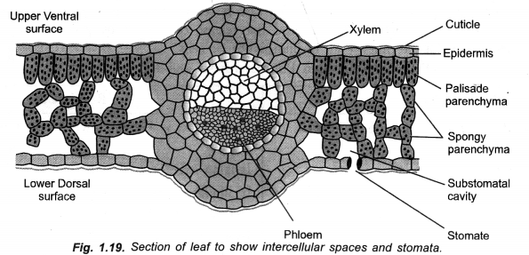 Life Processes Class 10 Important Questions and Answers Science Chapter 6 image - 5