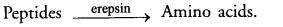 Life Processes Class 10 Important Questions and Answers Science Chapter 6 image - 61