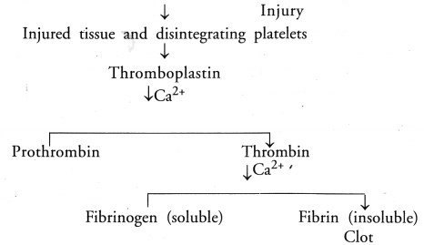 Life Processes Class 10 Important Questions and Answers Science Chapter 6 image - 7