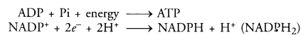 NCERT Exemplar Solutions for Class 10 Science Chapter 6 Life Processes image - 10