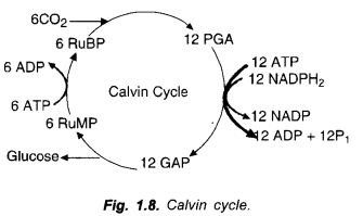 NCERT Exemplar Solutions for Class 1