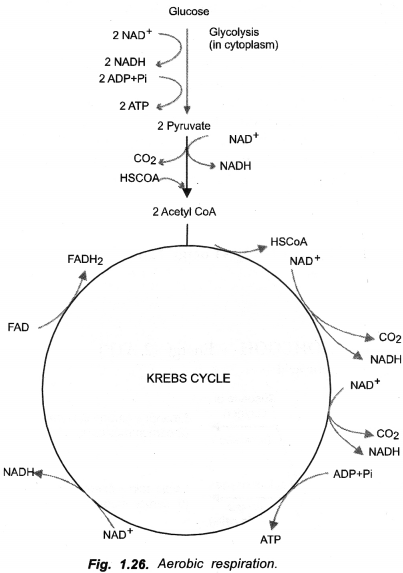 NCERT Exemplar Solutions for Class 10 Science Chapter 6 Life Processes image - 14