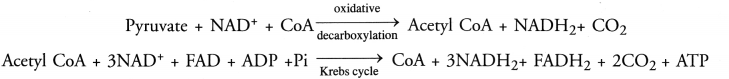 NCERT Exemplar Solutions for Class 10 Science Chapter 6 Life Processes image - 17