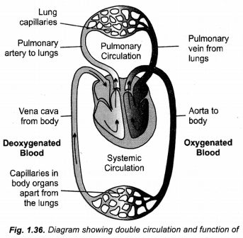 NCERT Exemplar Solutions for Class 10 Science Chapter 6 Life Processes image - 21