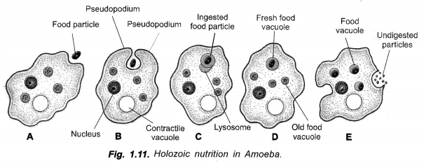 NCERT Exemplar Solutions for Class 10 Science Chapter 6 Life Processes image - 5