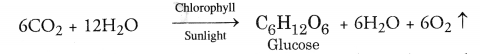 NCERT Exemplar Solutions for Class 10 Science Chapter 6 Life Processes image - 7