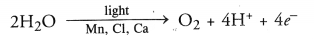 NCERT Exemplar Solutions for Class 10 Science Chapter 6 Life Processes image - 9