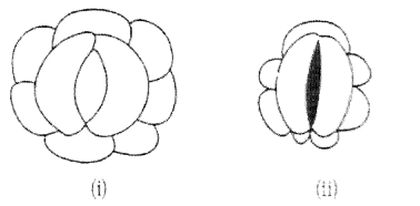 NCERT Exemplar Solutions for Class 11 Biology Chapter 11 Transport in Plants 1.4