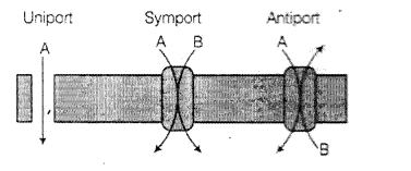 NCERT Exemplar Solutions for Class 11 Biology Chapter 11 Transport in Plants 1.5