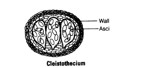 NCERT Exemplar Solutions for Class 11 Biology Chapter 2 Biological Classification 1.4