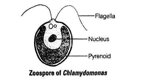 NCERT Exemplar Solutions for Class 11 Biology Chapter 2 Biological Classification 1.6