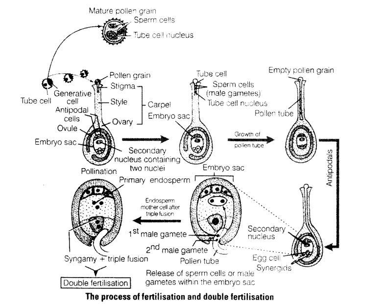 NCERT Exemplar Solutions for Class 11 Biology Chapter 3 Plant Kingdom 1.4