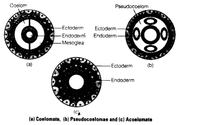 NCERT Exemplar Solutions for Class 11 Biology Chapter 4 Animal Kingdom 1.7