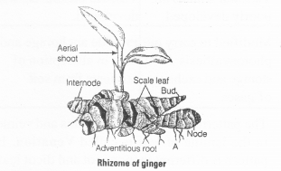 NCERT Exemplar Solutions for Class 11 Biology Chapter 5 Morphology of Flowering Plants 1.10