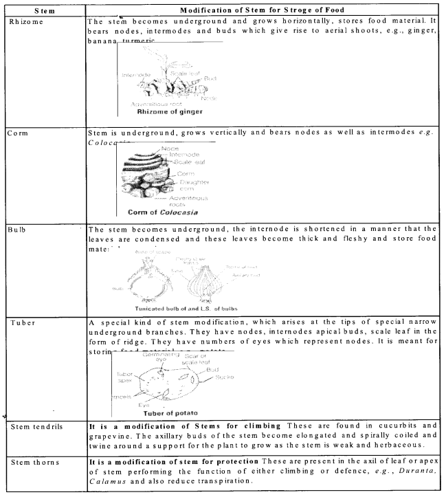 NCERT Exemplar Solutions for Class 11 Biology Chapter 5 Morphology of Flowering Plants 1.13