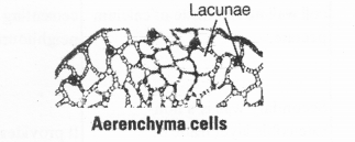 NCERT Exemplar Solutions for Class 11 Biology Chapter 6 Anatomy of Flowering Plants 1.10