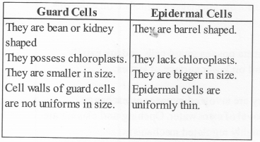 NCERT Exemplar Solutions for Class 11 Biology Chapter 6 Anatomy of Flowering Plants 1.11