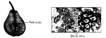 NCERT Exemplar Solutions for Class 11 Biology Chapter 6 Anatomy of Flowering Plants 1.2
